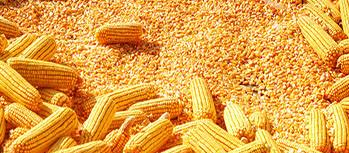 玉米市場價格情況